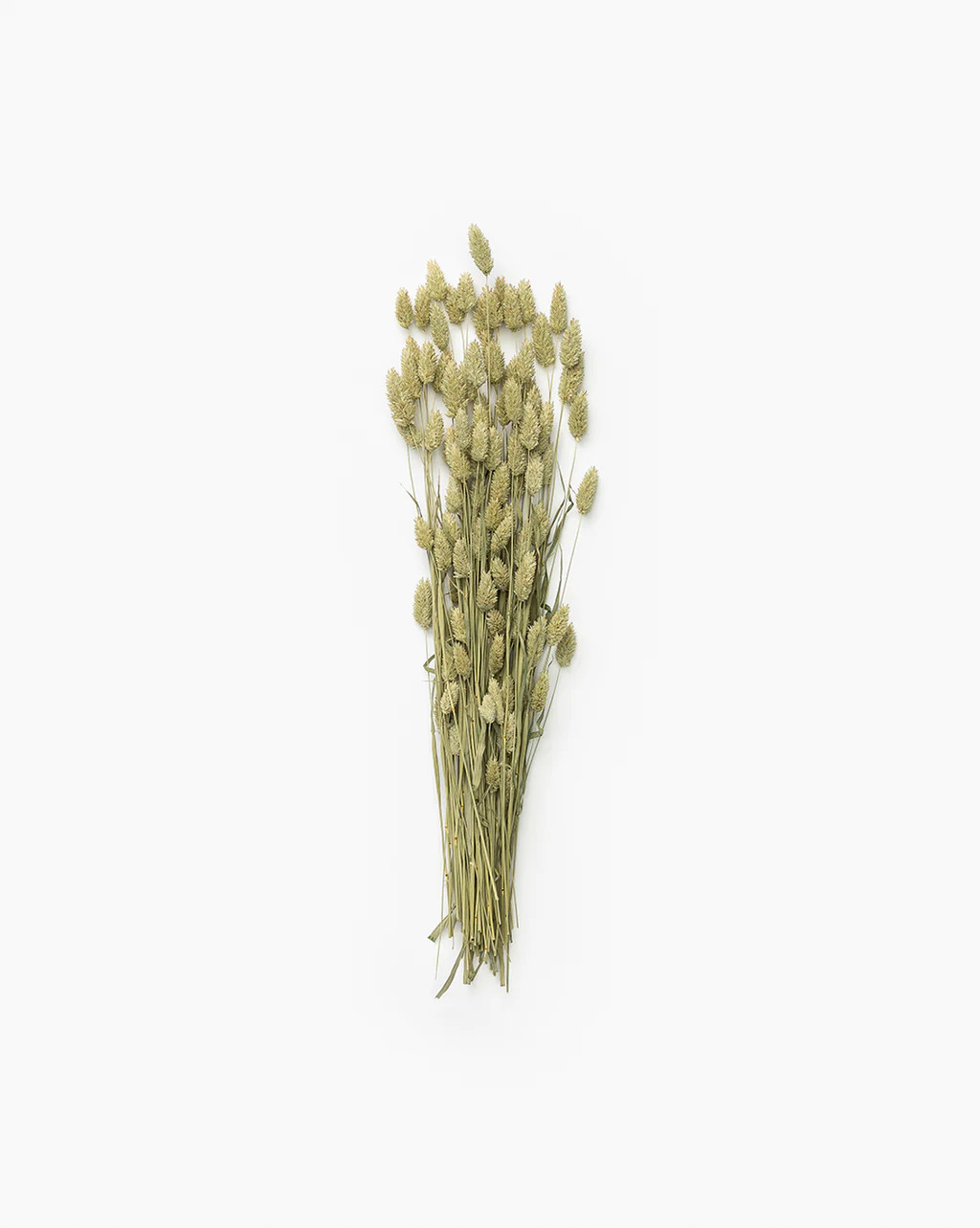 Dried Phalaris | McGee & Co.