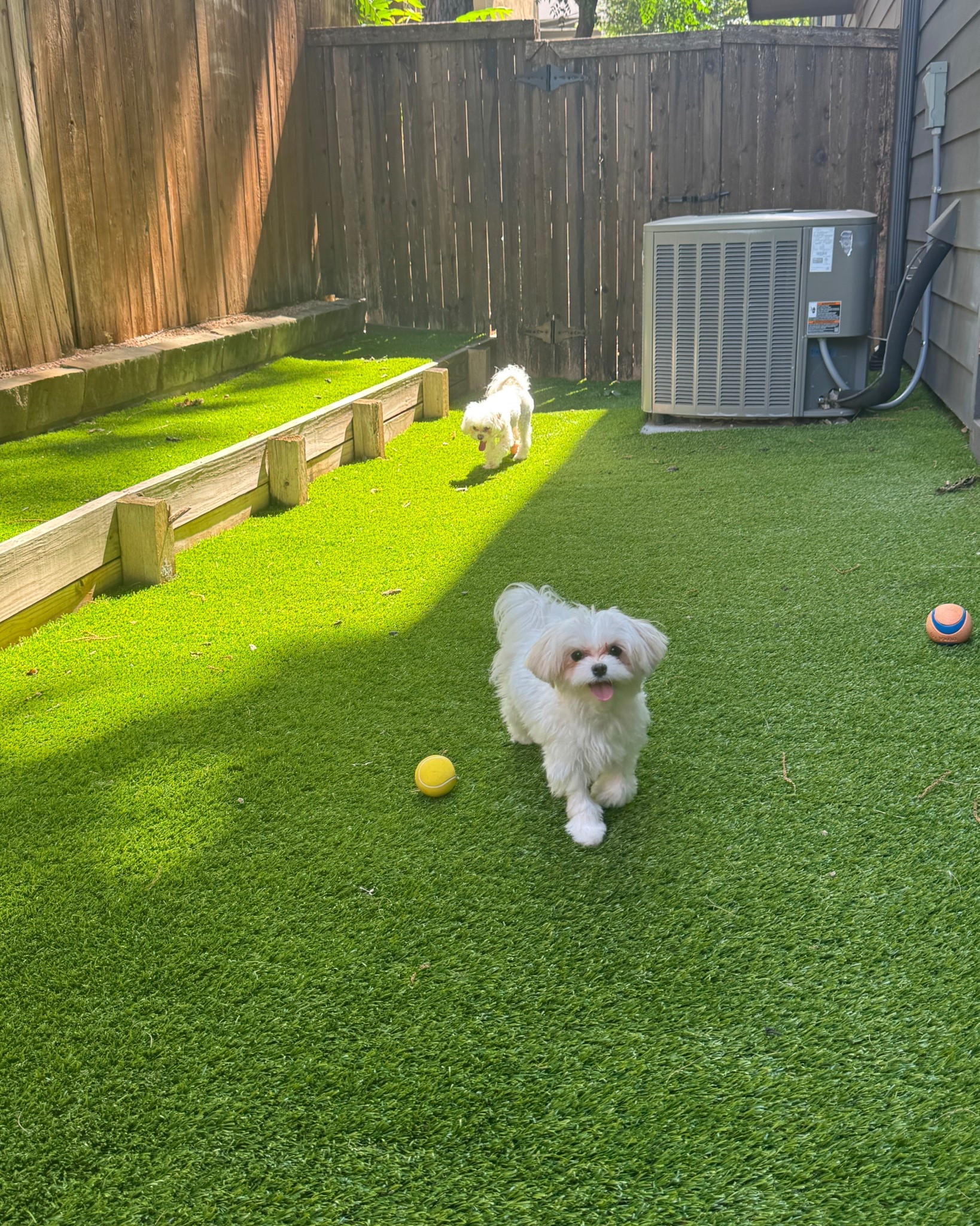 Saylor & Pearl love their outdoor toys, especially the squeaky balls! 

Maltese, maltipoo, small dog toys

#LTKFindsUnder50 #LTKPets