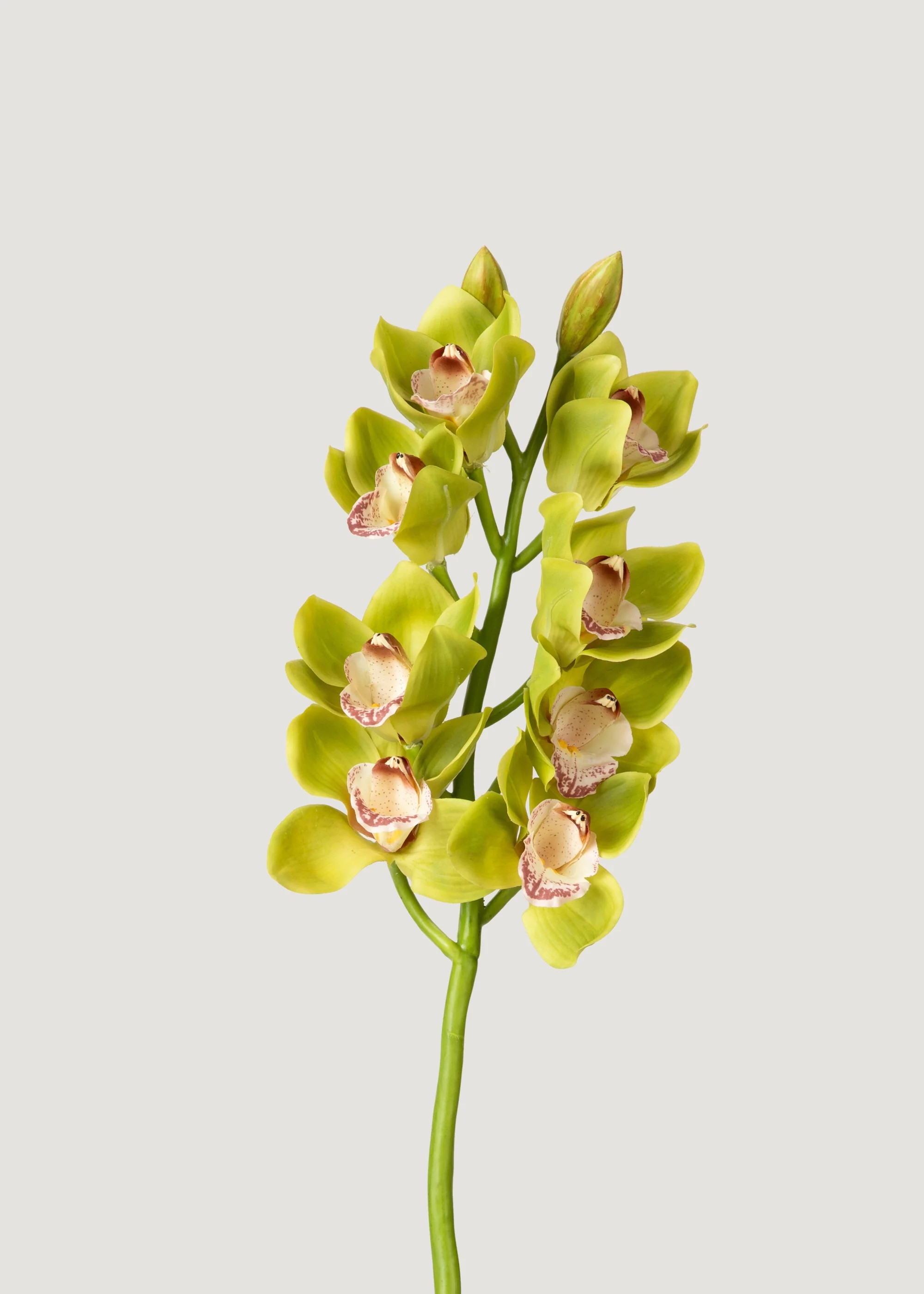 Green Burgundy Cymbidium Orchid | Best Fake Flowers at Afloral | Afloral
