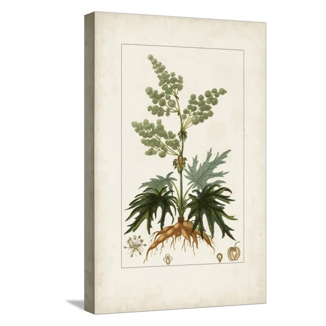 Antique Turpin Botanical III Stretched Canvas Print by Turpin, 12" x 18", Sold by Art.com | Walmart (US)