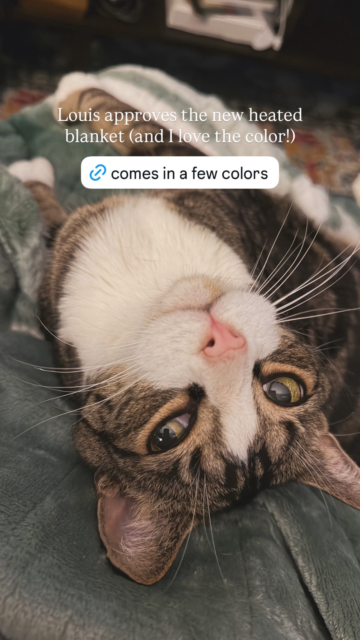 Louis approves the new heated blanket (and I love the color!)

#LTKselfcare #LTKHome #LTKFindsUnder100
