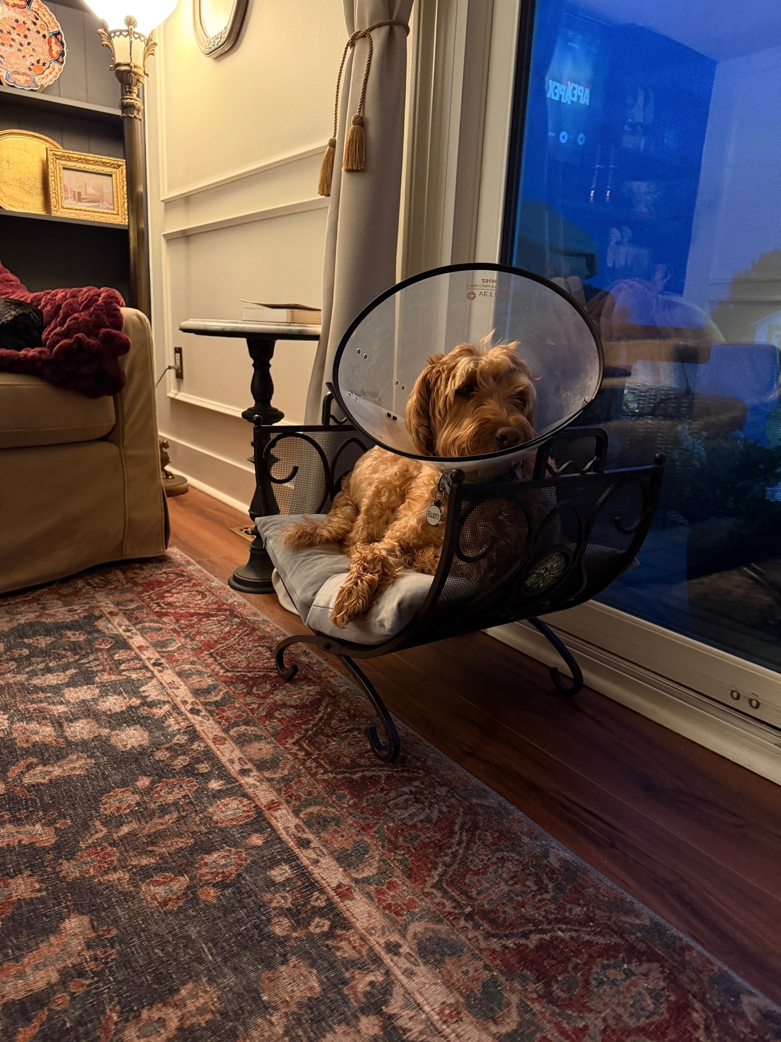 Elliott’s thinks this upcycled log holder should be HIS bed - who’s gonna tell him it’s for the cat? 😂
Our gorgeous family room rug is on sale - under $200 for the 7’6” X 9’6”!!!

#LTKHome #LTKSaleAlert