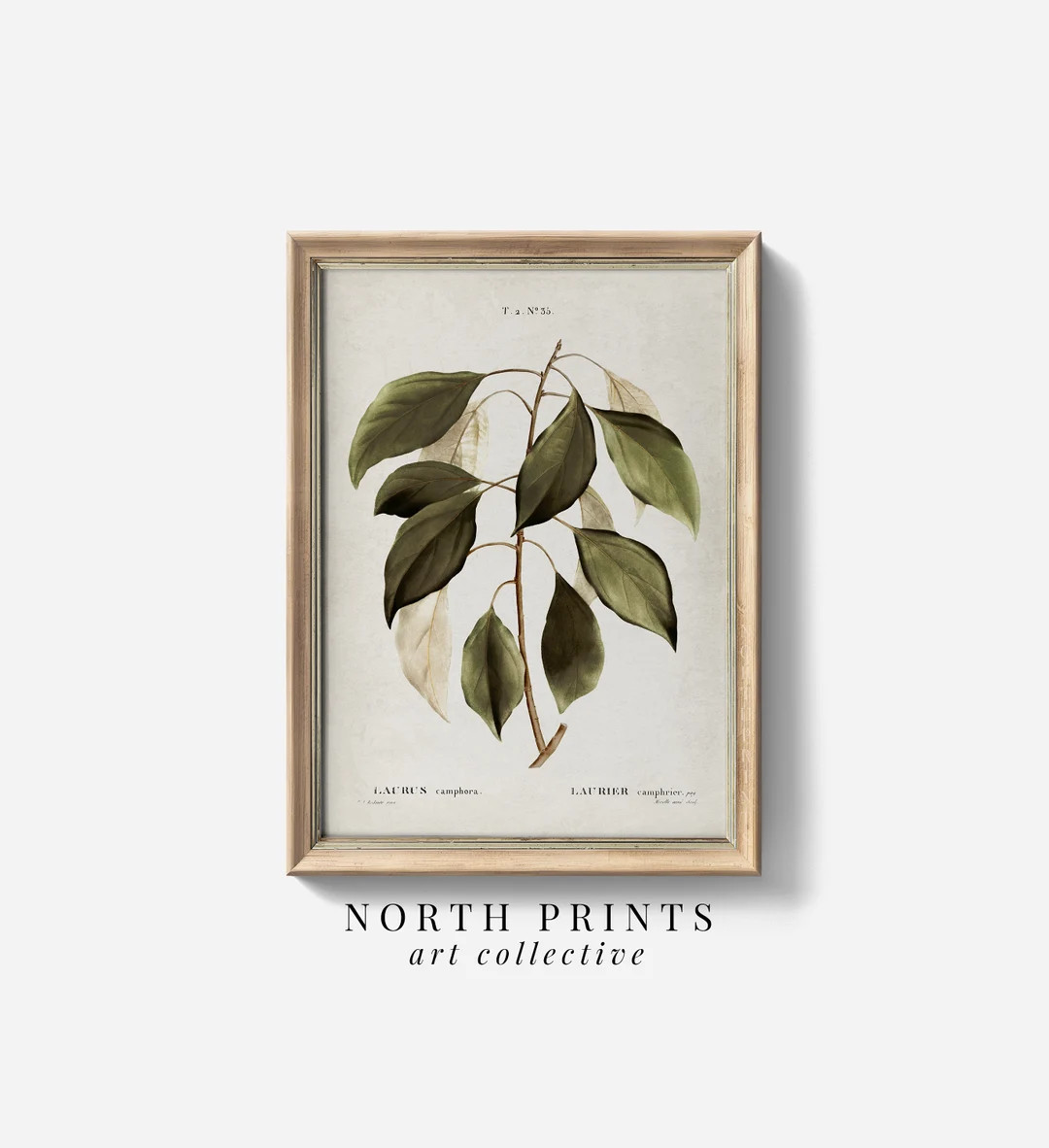 Antique Botanical Wall Art PRINTABLE Farmhouse Decor Vintage Neutral Green Digital Download North... | Etsy (US)