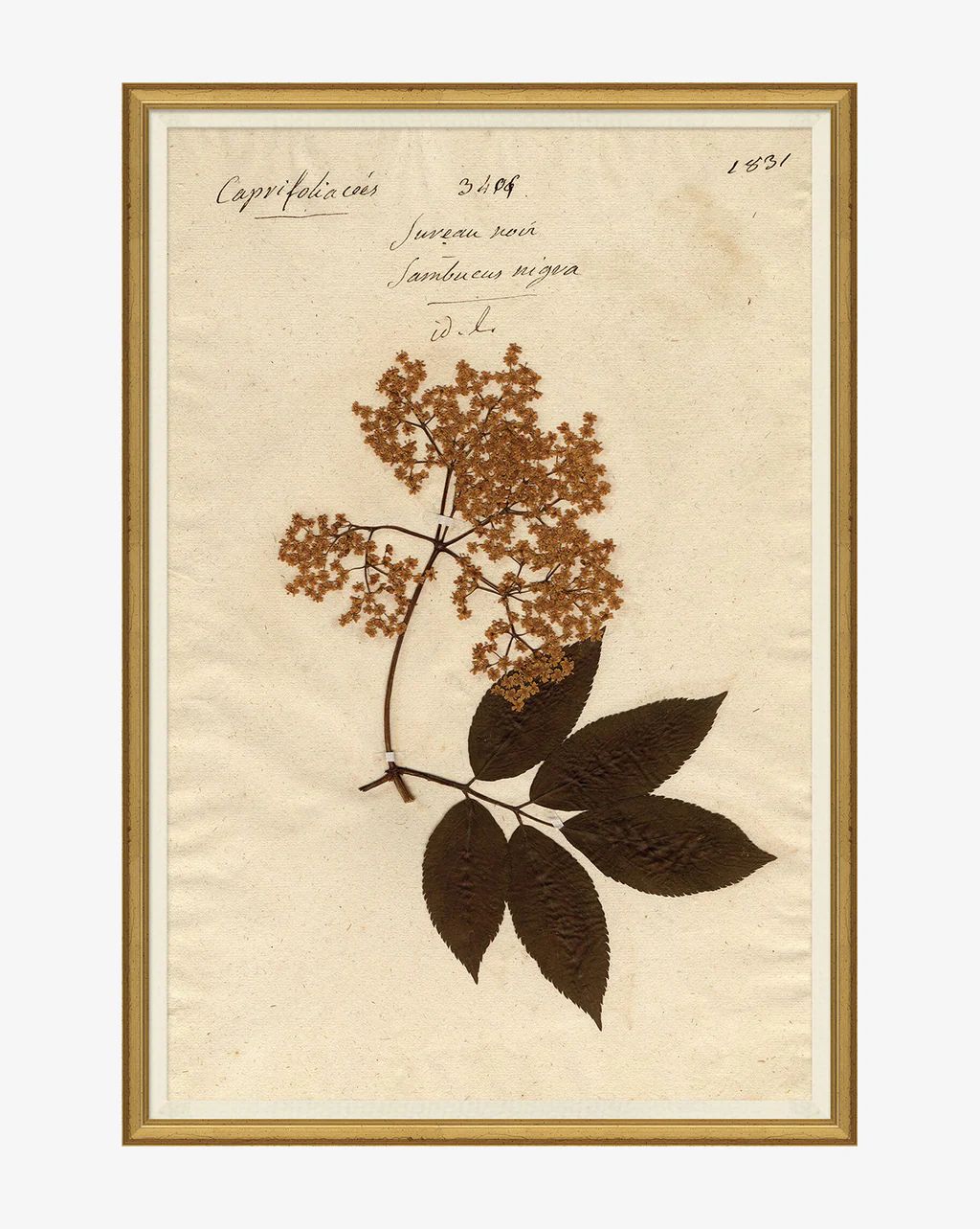 Herbarium Study VII | McGee & Co.