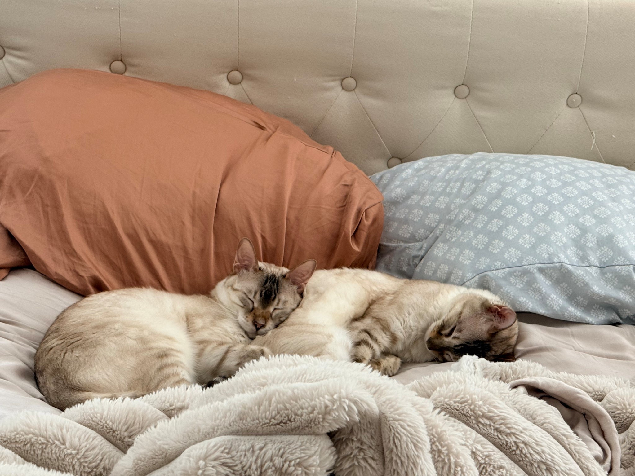 Cozy vibes with my two sleepy babies 🐾💤 (my fur babies… my daughter still holds the #1 spot 💗😂)

They seriously could nap professionally—I’m obsessed 😍

Lately I’ve been on the hunt for a new cat tree (cute and sturdy 🙌) and better food options to keep them healthy and happy 🐱✨

If you have favorites, send them my way!! I’m linking a few things I’m checking out 👇

#ltkhome #ltkpet #catmom #furbabies #cozyvibes #petfavorites #ltkfinds

#LTKdayinmylife #LTKBaby