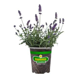 Bonnie Plants 19 oz. Lavender, Live Plant 207160 - The Home Depot | The Home Depot