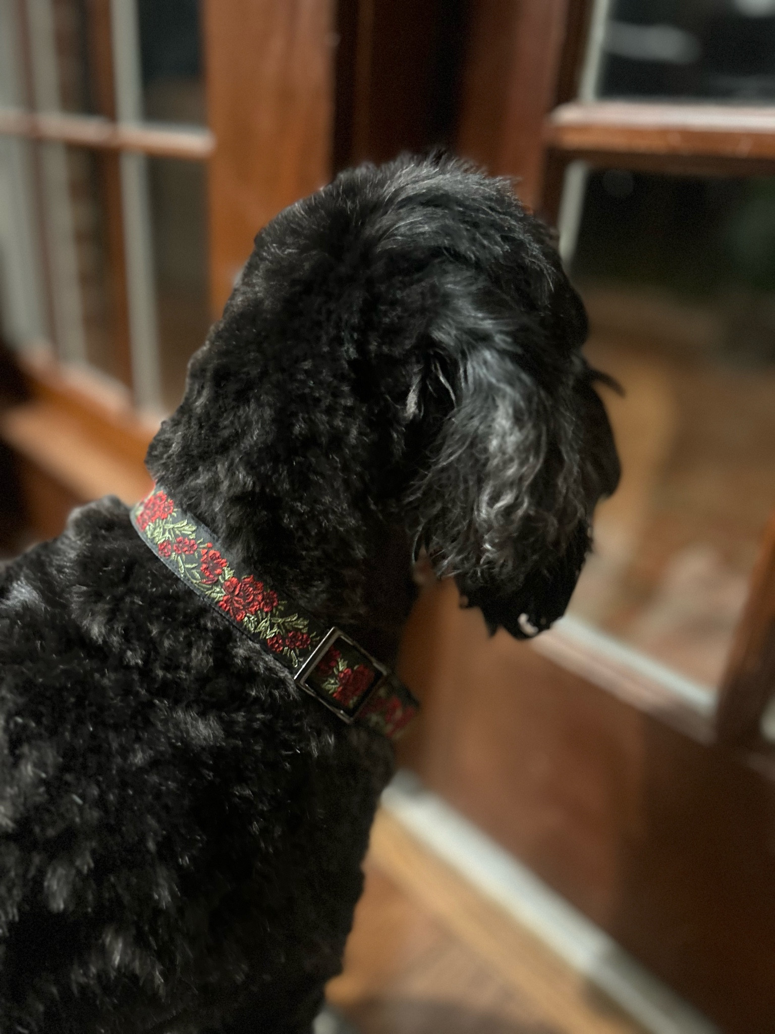 This sweet girl deserves a special girl collar. 

#handmade #girl #dogcollar

#LTKhome #LTKfamily #LTKfindsunder50