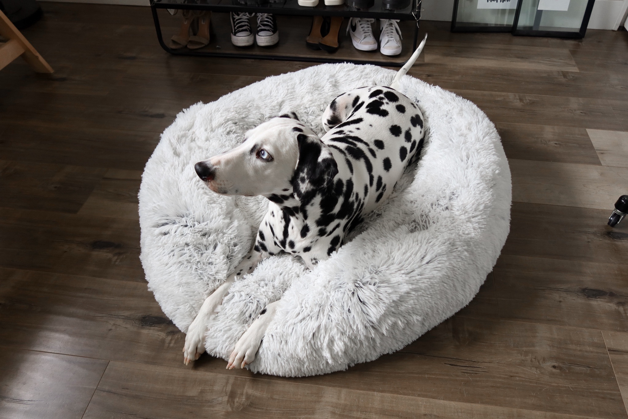 oaks got a fresh bed & she’s loving it 🥹 currently on sale, size large, very fluffy! this is the only bed i’ve ever been able to get her to sleep on. 

#LTKhome #LTKfindsunder100 #LTKsalealert