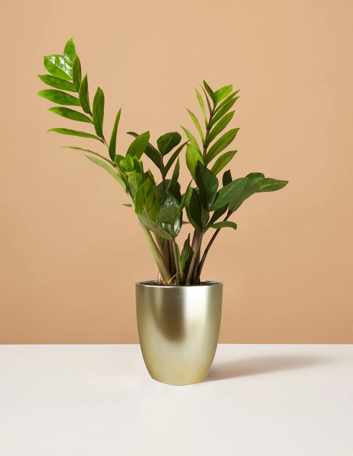 ZZ Plant | The Sill