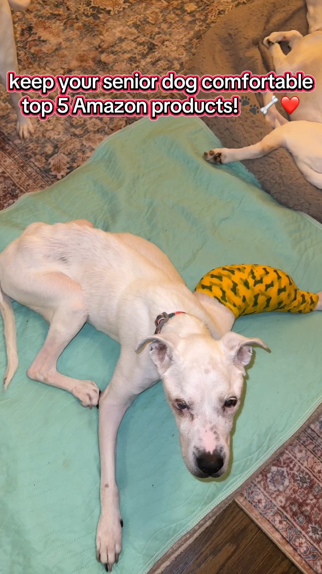 Senior dog parents, these are 5 products I swear by for keeping your senior dog comfortable at home 🐶🩷 Especially when they’re dealing with weaker legs, accidents, mobility issues, or just need a little extra support as they get older.

🧻 1. Reusable pee pads
Perfect for senior dogs who have accidents or need a little extra protection around the house. They’re washable, reusable, and so much easier than constantly buying disposable pads.

🛏️ 2. Flat orthopedic bed with a removable cover
A supportive orthopedic bed can make a HUGE difference for aging joints, and I specifically recommend a flat one with an easy-to-remove washable cover because senior dog messes happen 😂

🧺 3. Washable rugs/carpets
These are great for giving older dogs some extra traction on slippery floors while also protecting your floors from accidents. They come in tons of patterns and sizes, so you can find one that actually works with your home.

🥣 4. Elevated dog bowl stand
If your senior dog has weaker legs or struggles with bending down, an elevated bowl can make eating and drinking much easier and more comfortable.

🍦 5. Mini waffle cones
These have been SUCH a clever way to give medication! You can fill them with whipped cream, KONG stuffing, or another dog-safe filling and use them to hide pills or make medication time a little less stressful. 💊🐶

Senior dogs deserve all the little accommodations that make their everyday lives easier. 🥹🐾 Save this for later and send it to another senior dog parent! ❤️

#LTKmomlife #LTKHome #LTKKids