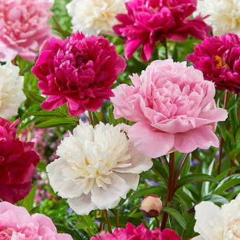 Garden State Bulb Multicolor Pink and White Mixed Peony Bulbs 3 Count | Lowe's