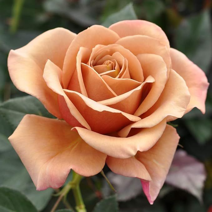 Own-Root One Gallon Koko Loko Floribunda Rose by Heirloom Roses | Amazon (US)