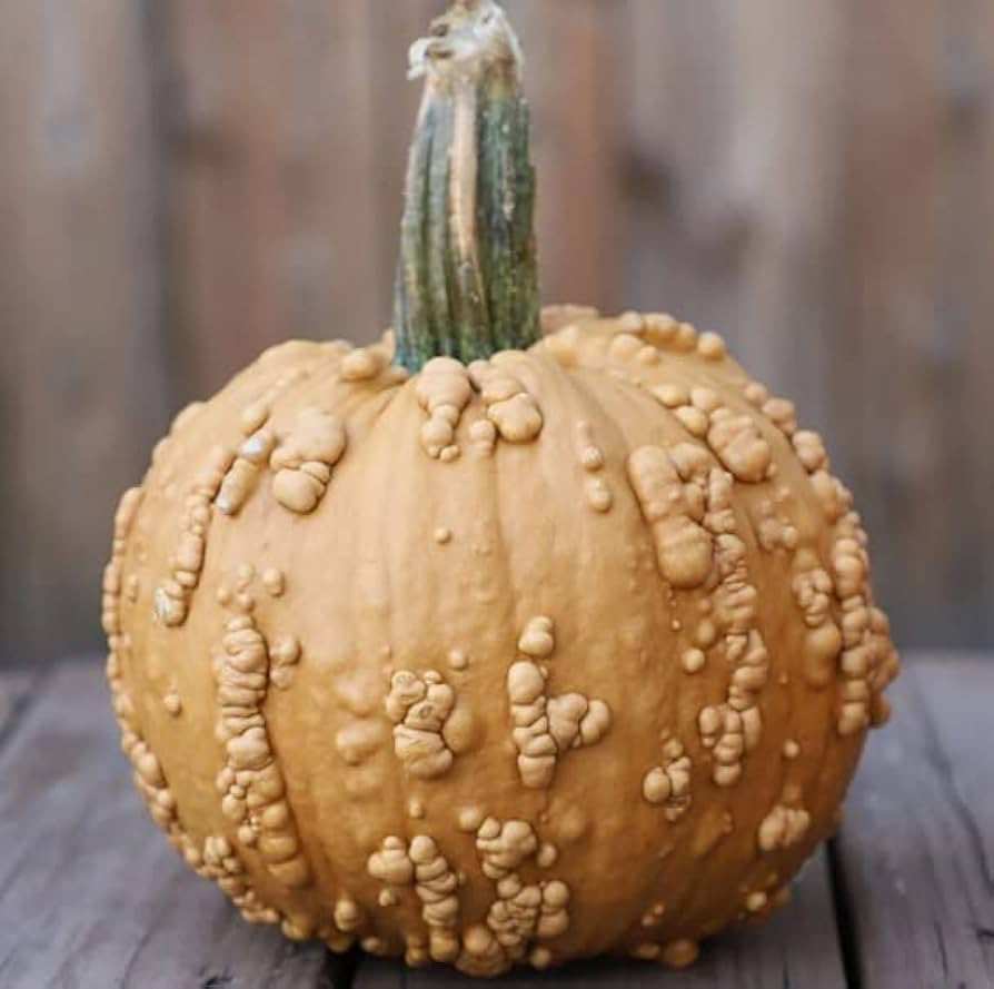 Grizzly Bear Pumpkin Seeds for Planting (10 Seeds) Rare Brown Worty Fruit | Amazon (US)