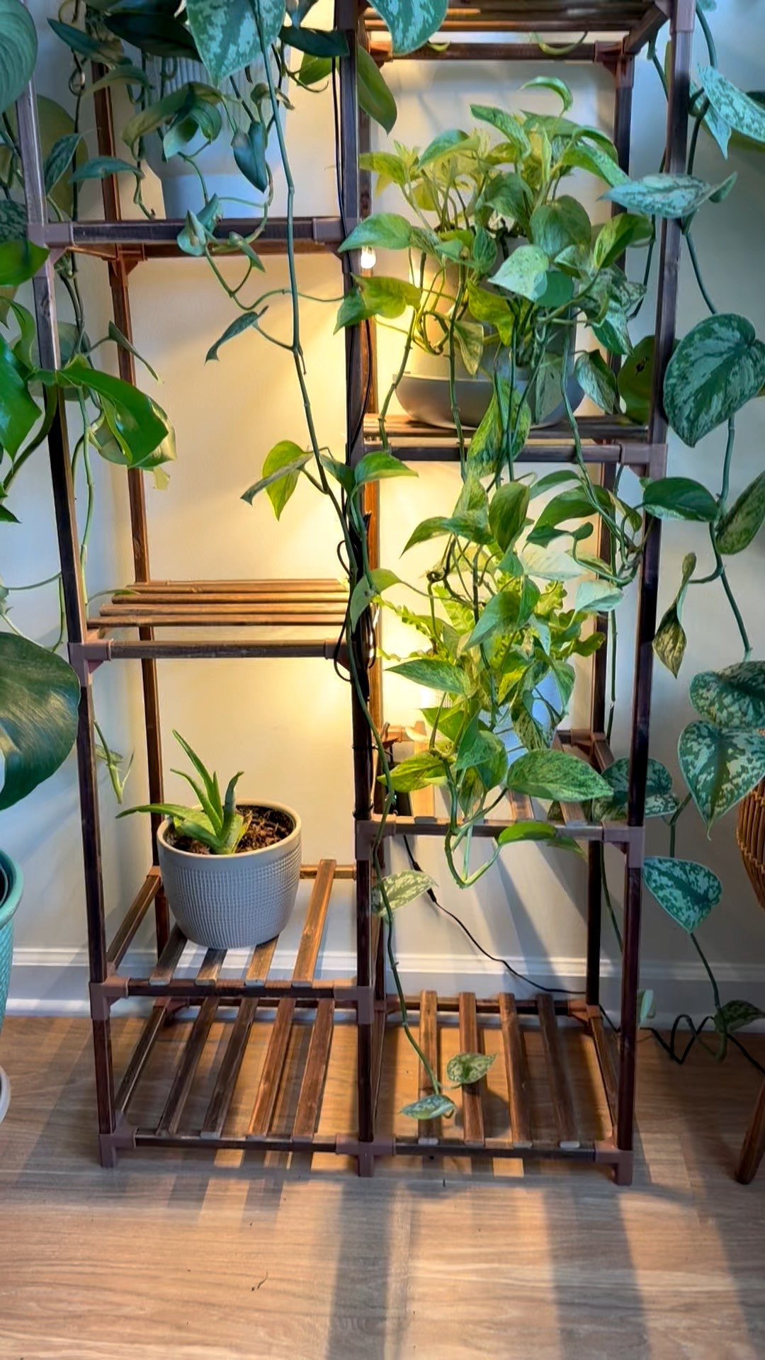 Plant stand with grow lights in my home #plants #growlights #indoorplants

#LTKHome #LTKFindsUnder50 #LTKFindsUnder100