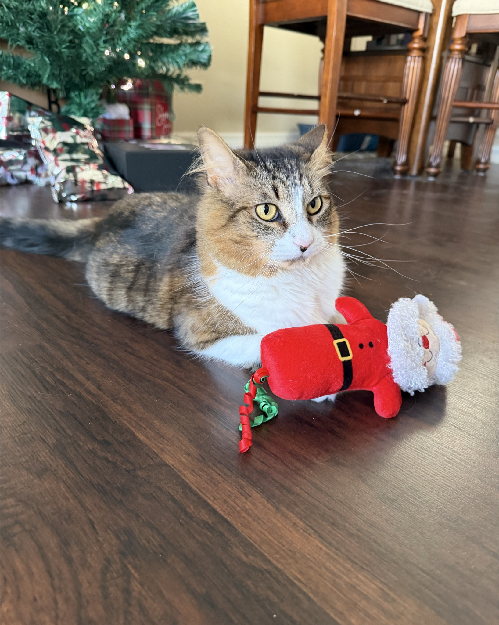 Goofy sure loves his new santa toy! Ive never had a cat that loves toys as much as him. He loves to play catch and jumping tricks to! 

#LTKHoliday #LTKdayinmylife #LTKGiftGuide