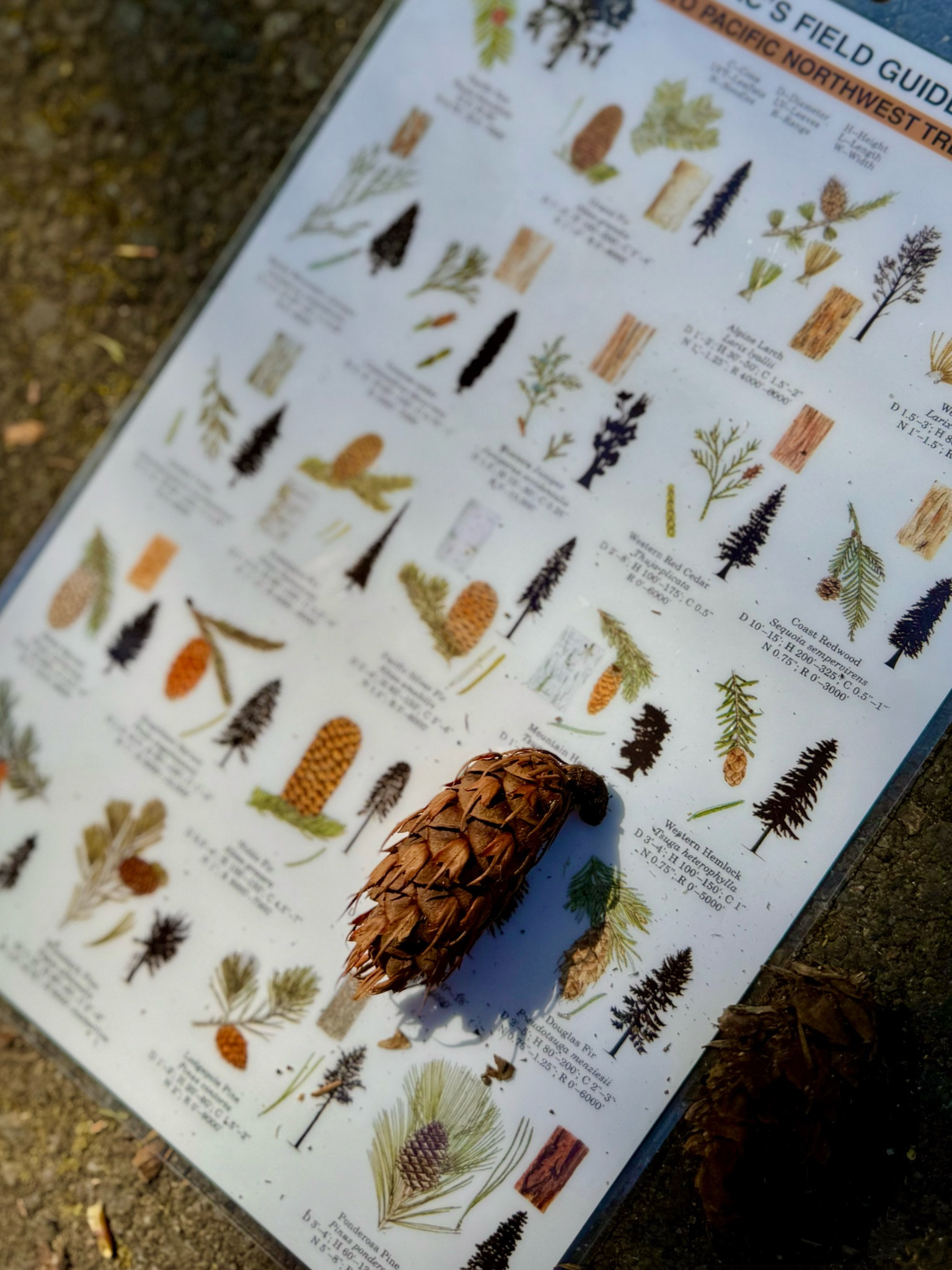 Our favorite field guides! 
These come with us on all our nature adventures, the kids love them (I do too:)
🌲🍂🐌🌱
