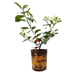 Meyer lemon tree product photo via LTK
