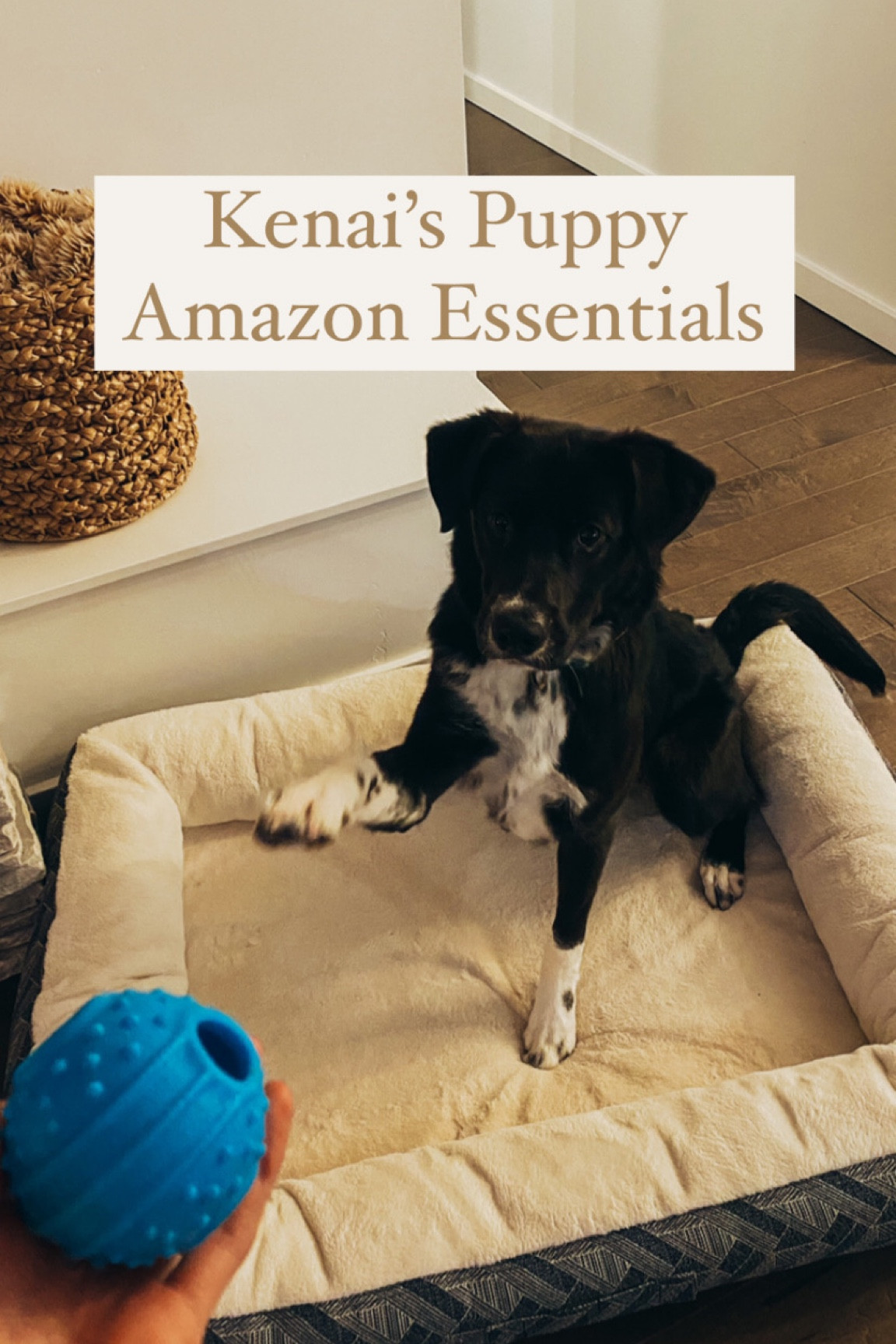 Everything you need to keep your pup happy and healthy 💕 🐶 

#LTKGiftGuide #LTKunder50 #LTKFind