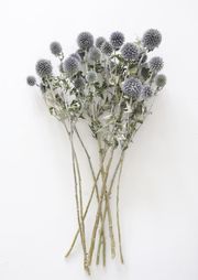 Dried Echinops Globe Thistle in Blue Green - 16-22" Tall | Afloral (US)