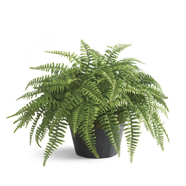 Classic Fern Urn Filler | Grandin Road | Grandin Road