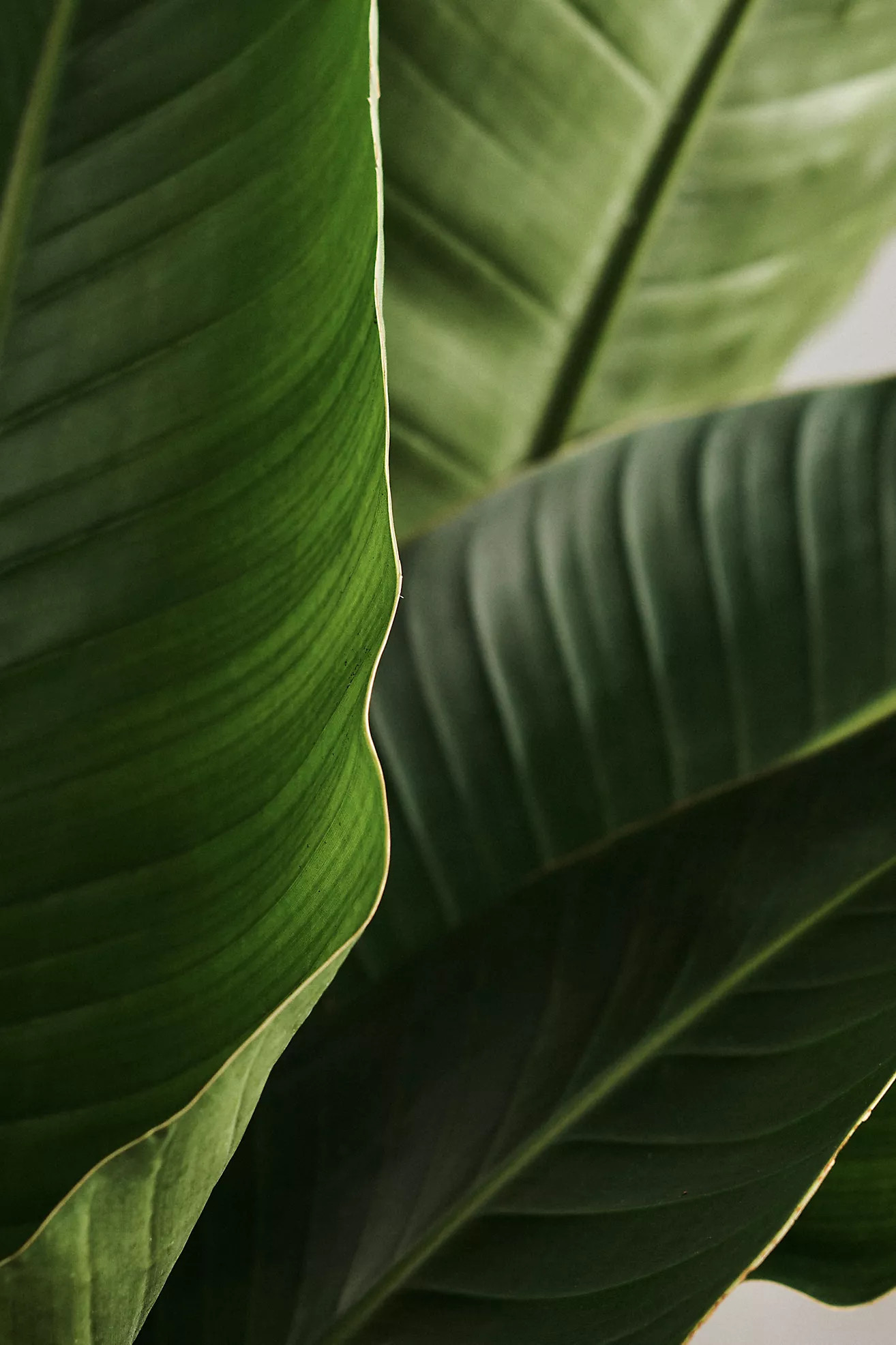 Bird of Paradise | Terrain