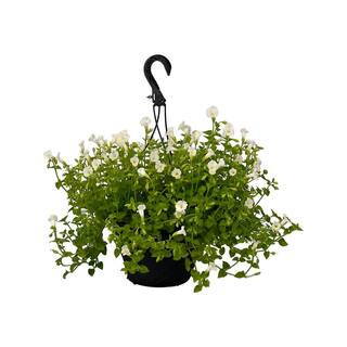 4.73L. Torenia Moon White Flower 10 in. Hanging Basket | The Home Depot