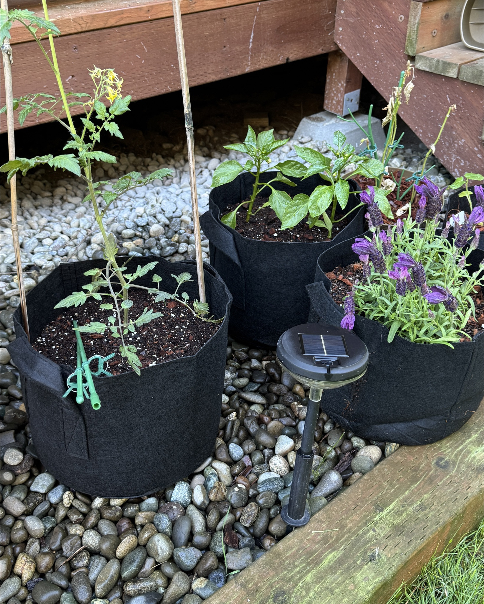 Getting my outdoor garden plants finally going. Great for those who live in temperate climates like myself or just lacking garden space.
#ltkgarden #garden #plants 

#LTKSeasonal #LTKU #LTKHome