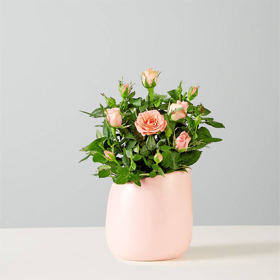 Pink Rose Plant in Eclipse Container | plants.com