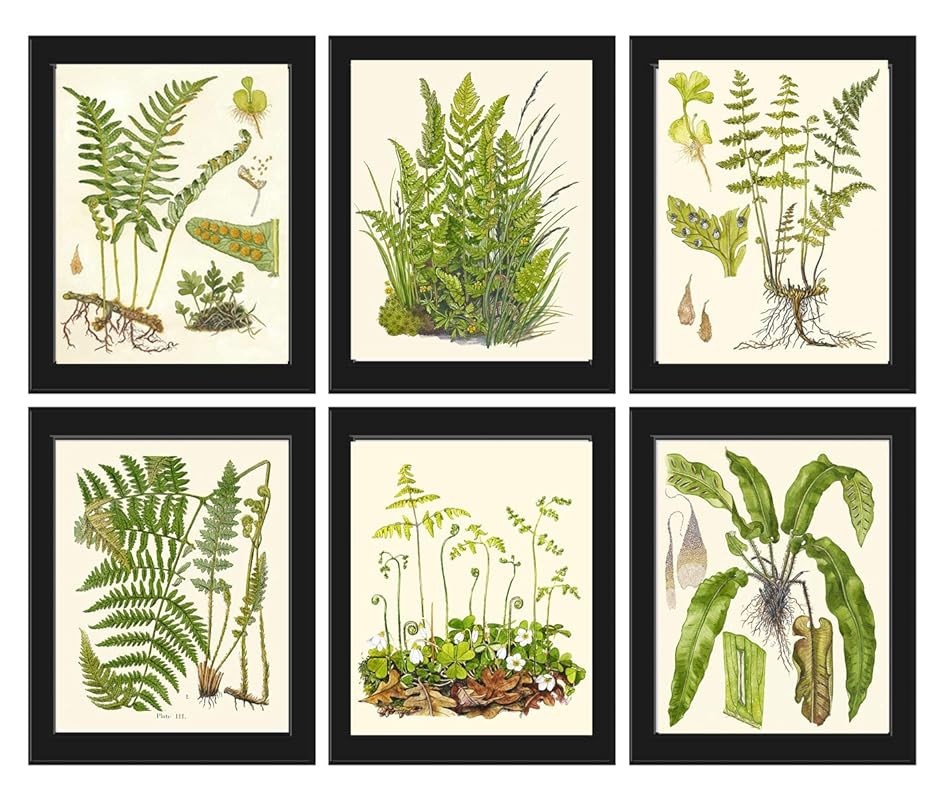 Botanical Set of 6 Prints Unframed Antique Beautiful Ferns Green Forest Nature Home Room Fern Dec... | Amazon (US)