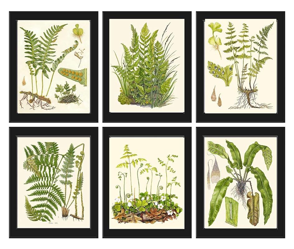 Botanical Set of 6 Prints Unframed Antique Beautiful Ferns Green Forest Nature Home Room Fern Dec... | Amazon (US)