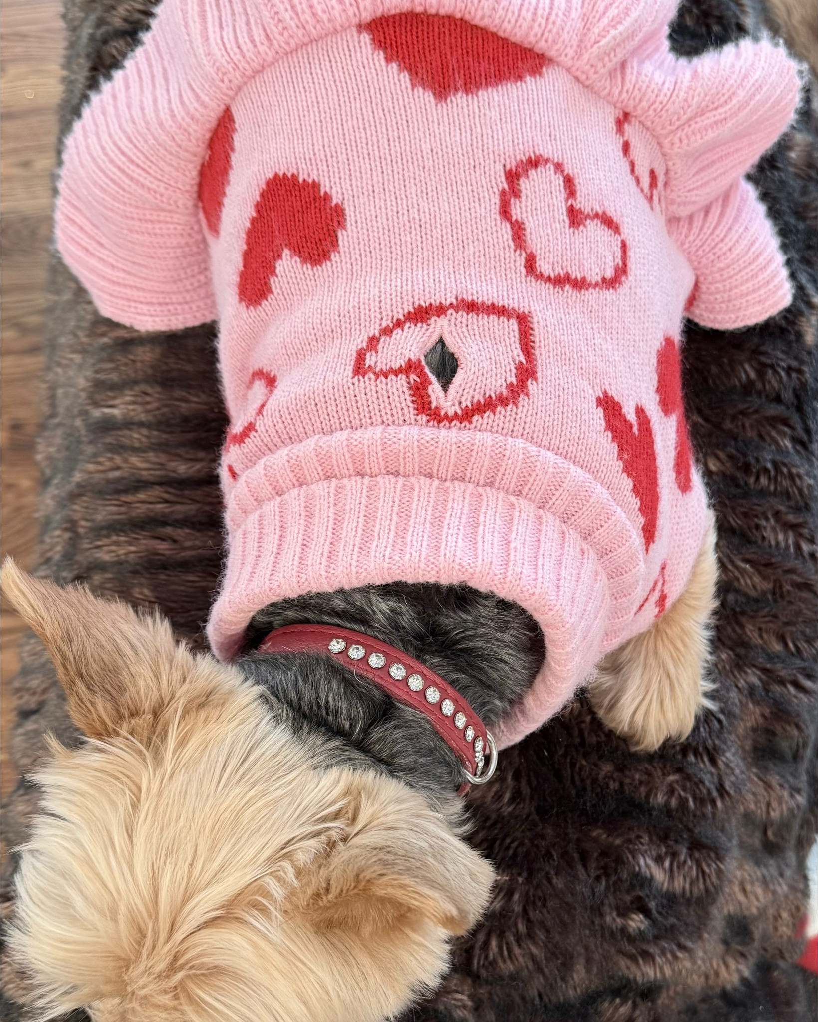 Puppy love is in the air  

#LTKWatchNow #LTKGiftGuide