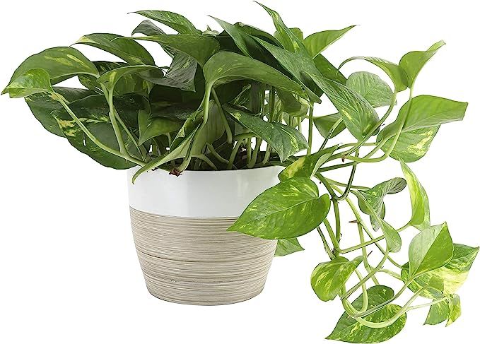 Costa Farms Devil's Ivy Golden Pothos 10-Inches Tall Live Indoor Plant, 6, White | Amazon (US)