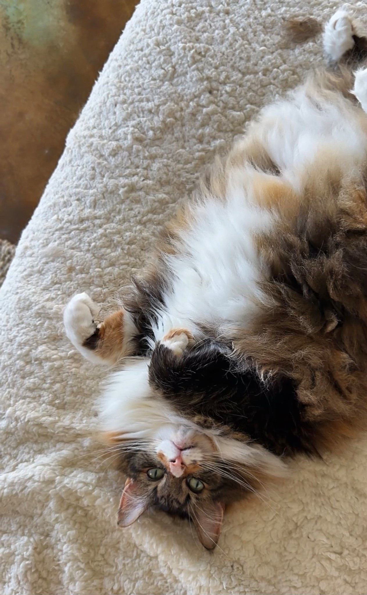 
Meanwhile, SuperFuzz has zero responsibilities, zero stress, and zero income…and honestly? thriving. 🐾✨

I’m over here running two businesses and she’s clocked in for nap #6 of the day.

Honestly… goals. 😂

Comment FUZZ if you relate to this level of unbothered energy.

#SuperFuzz
#CatMomLife
#UnbotheredEnergy
#CozyVibesOnly

#LTKstorytime #LTKHome #LTKdayinmylife