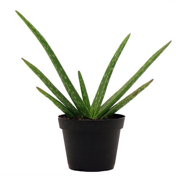 Costa Farms Live Indoor 7in. Tall Green Aloe Vera Succulent, Full Sun, Plant in 4in. Grower Pot | Walmart (US)