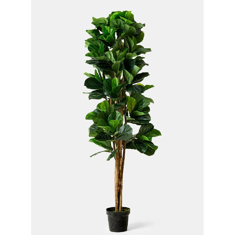 Fiddle Leaf Fig Tree in Pot | Wayfair North America