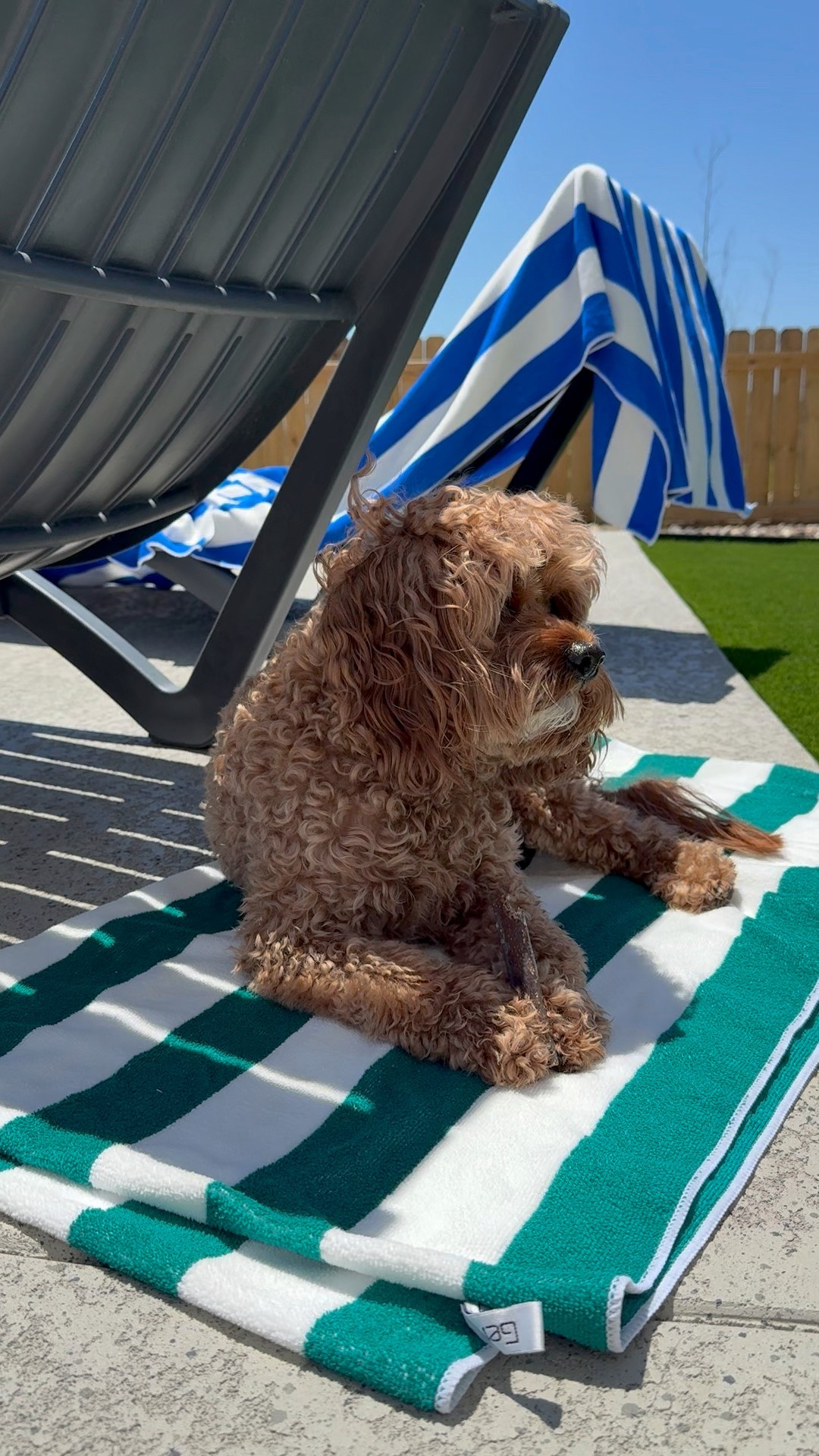 Ollie loves these dental bones. They are flexible and don’t hurt his teeth. Highly recommend for sensitive stomachs, too! 