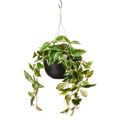 27" x 13" Faux Hoya Carnosa Plant in Pot Black - Hilton Carter for Target | Target