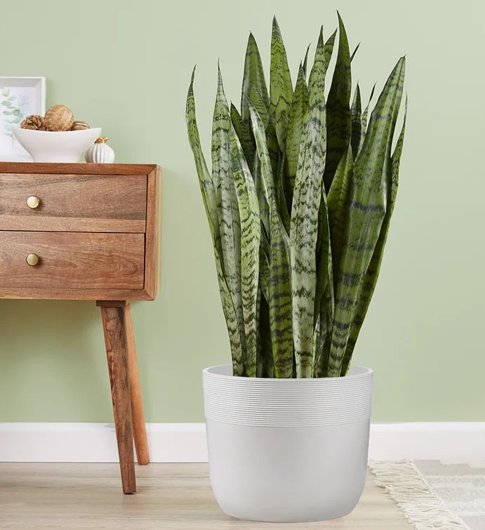 With its stiff, upright growth, our Sanseveria Zeylanica is downright architectural in its beauty... | 1800flowers.com