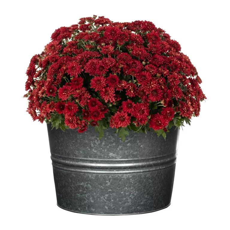 Better Homes & Gardens 2.5G Red Mum Full Sun Live Plant (1-Pack) with Decorative Round Galvanized... | Walmart (US)