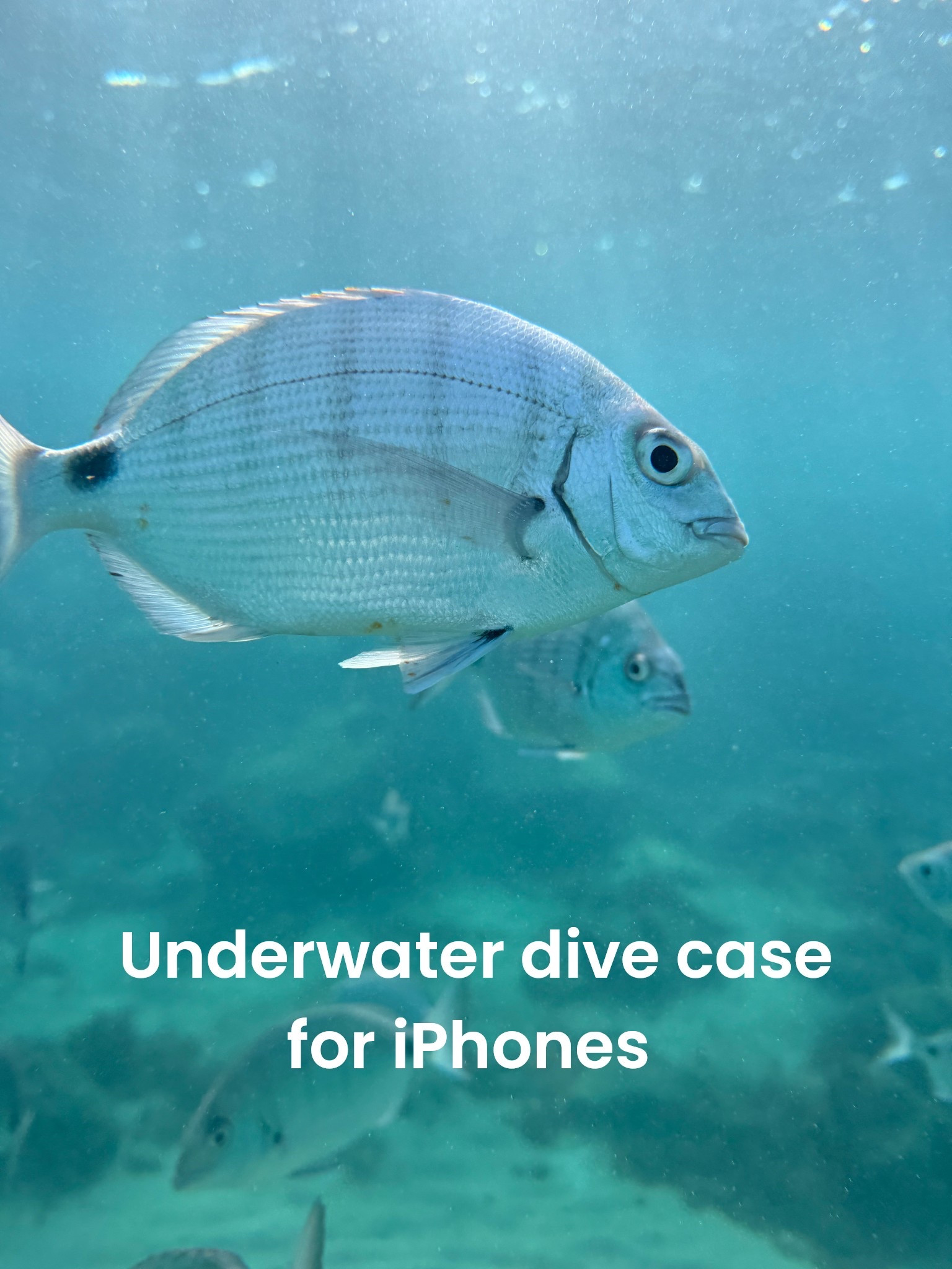 This is the best underwater dive case for phones! I take it on every beach trip we go on. It's great for pools, the ocean, kayaking or on a boat! It fits any iPhone and is under $50! 

#LTKTravel #LTKSwim #LTKFindsUnder50