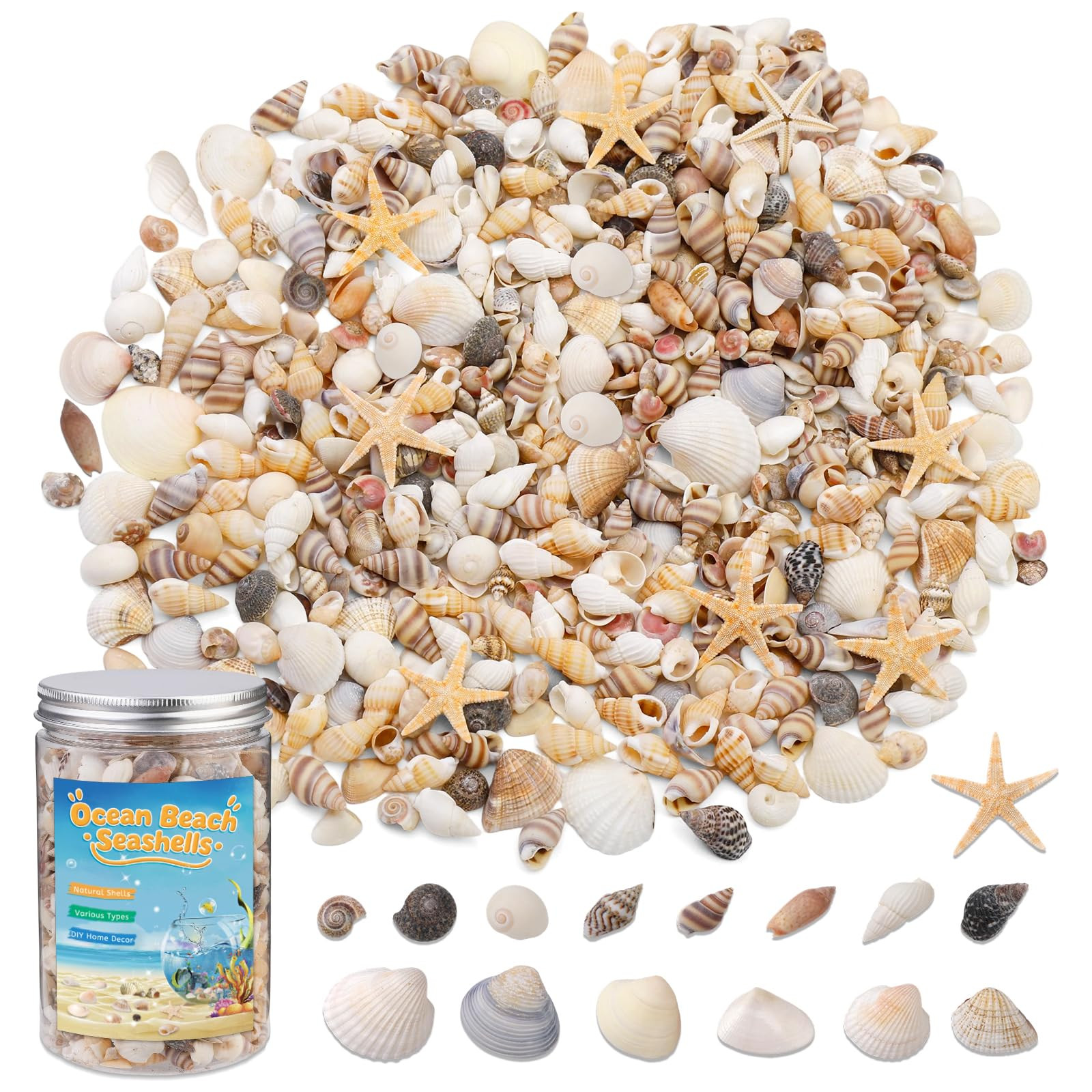 Amazon.com: 1200 Pcs Tiny Sea Shells, Seashells for Crafts with Small Shells Starfish Mixed Ocean... | Amazon (US)