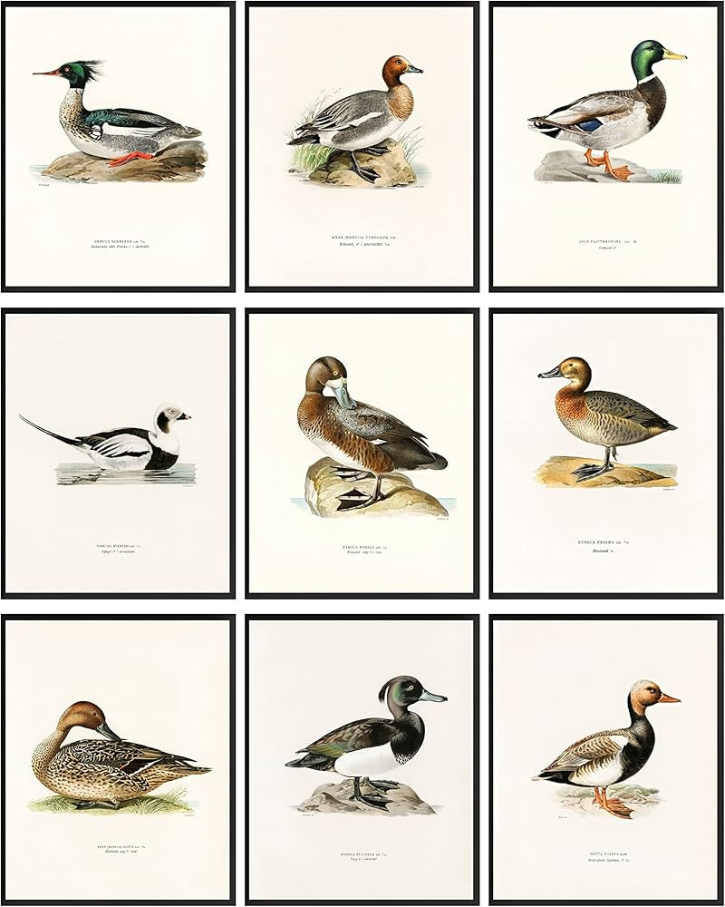97 Decor Mallard Duck Decor - Duck Decorations for Home, Mallard Duck Pictures Wall Decor, Vintag... | Amazon (US)