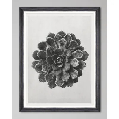 SAXIFRAGA AIZOON BY KARL BLOSSFELDT | Wayfair North America