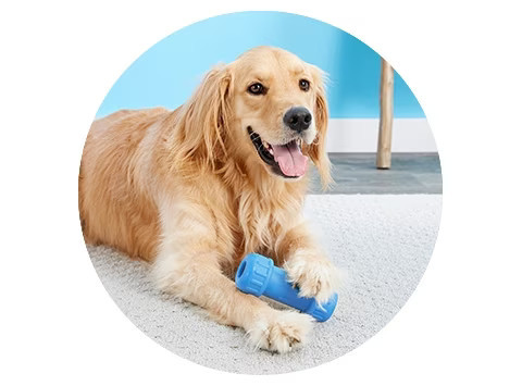 Frisco Outdoor Ultra Reflective Nylon Dog Collar | Chewy.com