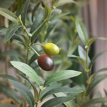 Bellacat Faux Olive Tree 7ft，Olive Trees Artificial Indoor with Natural Wood Trunk and Realisti... | Amazon (US)