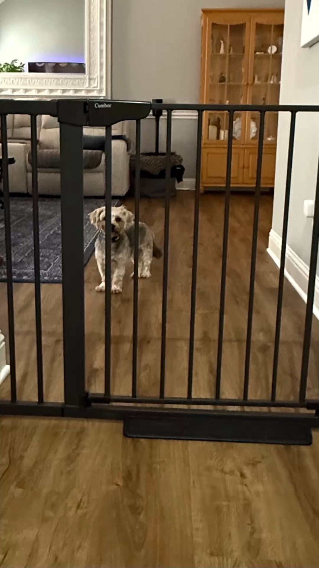 This baby/doggie gate has been a lifesaver for my pups and me! 

It keeps them right where I need them (and out of mischief) and it’s tough enough to handle their daily zoomies. 

It’s super durable, I love the double-lock safety release so no way my little escape artists are getting through. 

Best part…it installs with pressure mounts, so no tools, no hassle… 

Peace of mind and happy pups all around… well...happy pups may be pushing it! 🤣

#NoEscapingThis
#PawsBehindBars
#NoEscapesNoRegrets

#LTKPets #LTKFindsUnder100 #LTKHome