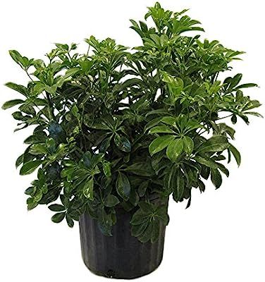 AMPLEX Schefflera Arboricola Green Live Plant, 3 Gallon, | Amazon (US)