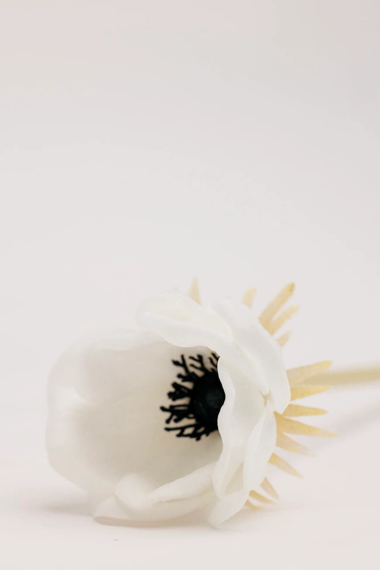 Lettie Anemone Stem - White | THELIFESTYLEDCO