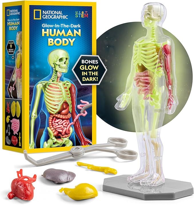 NATIONAL GEOGRAPHIC Human Body Model for Kids That Glows in The Dark - 32-Piece Interactive Anato... | Amazon (US)