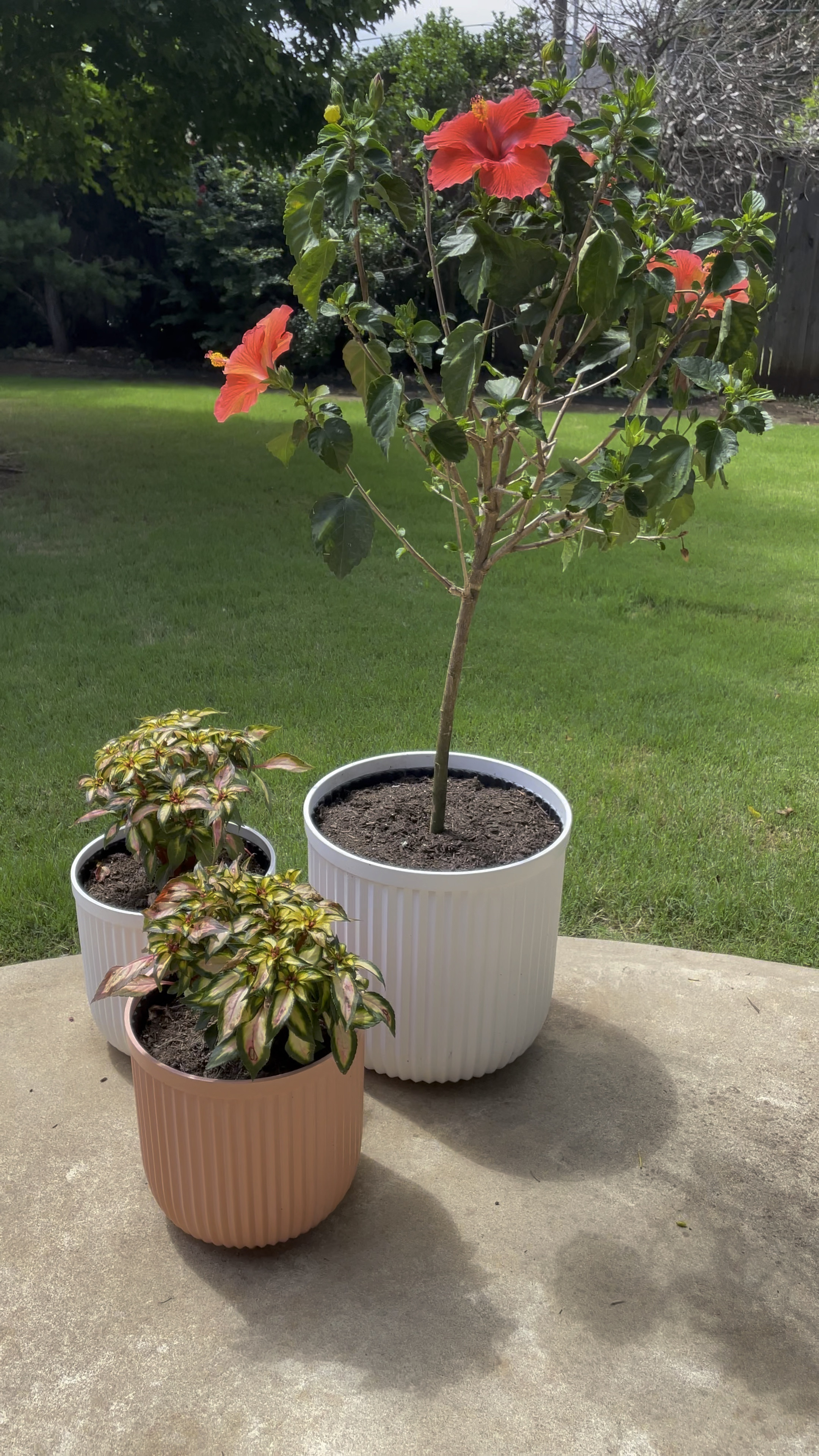 Outdoor planter, indoor planter, patio, patio furniture, summer, 4th of July



#LTKunder50 #LTKhome #LTKSeasonal